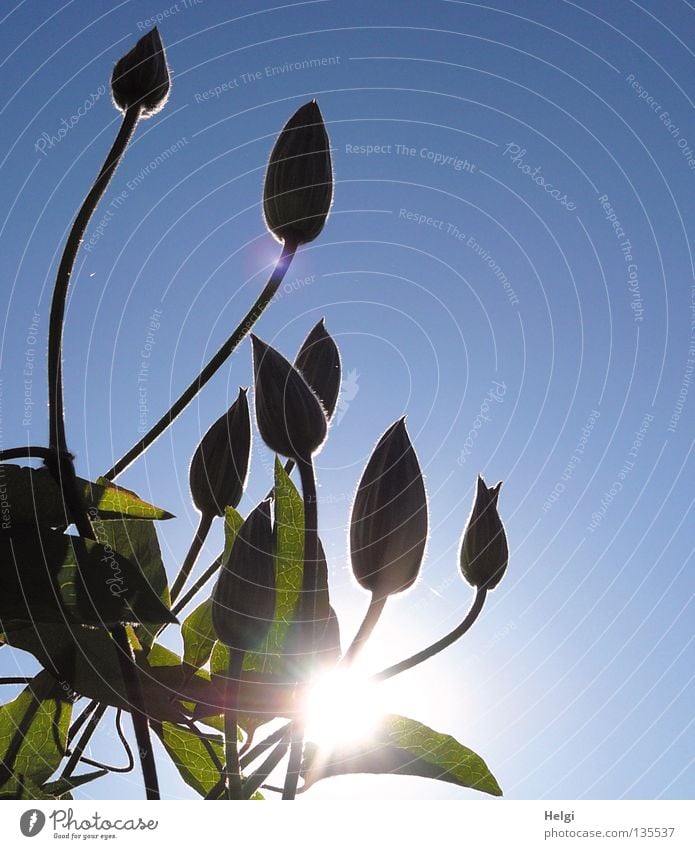 sonnige Knospen... emporragend Wand Wachstum gedeihen Blume Blüte Stengel lang dünn Oval Pflanze Sonne Beleuchtung Sonnenstrahlen Frühling Schönes Wetter hoch