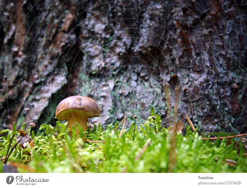 Schöööööööne Marone! Umwelt Natur Pflanze Herbst Schönes Wetter Baum Moos Wald hell klein natürlich braun grün Pilz Maronenröhrling Farbfoto mehrfarbig