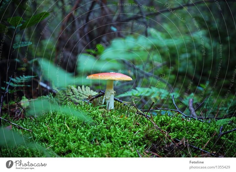 Fliegenpilz Umwelt Natur Landschaft Pflanze Herbst Schönes Wetter Moos Farn Wald natürlich grün rot Sträucher Farbfoto mehrfarbig Außenaufnahme Menschenleer Tag