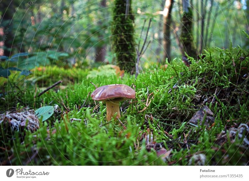 Hmmmjamjamjam! Umwelt Natur Pflanze Herbst Schönes Wetter Baum Gras Moos Wald natürlich braun grün Pilz Maronenröhrling Farbfoto mehrfarbig Außenaufnahme