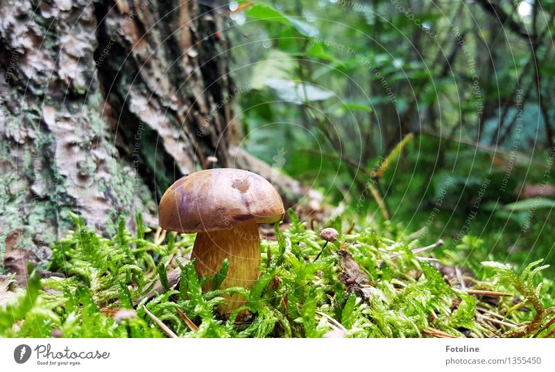 Marone beim Sonnenbad Umwelt Natur Pflanze Herbst Schönes Wetter Baum Moos Wald hell natürlich braun grün Baumstamm Baumrinde Maronenröhrling Pilz Pilzhut