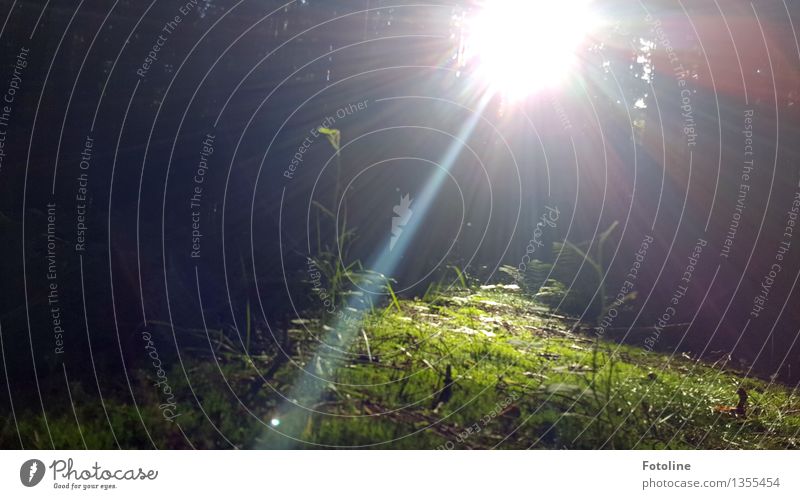 Klick aus versehen Umwelt Natur Landschaft Pflanze Sommer Schönes Wetter Baum Gras Sträucher Moos Grünpflanze Wildpflanze Wald hell natürlich Wärme grün