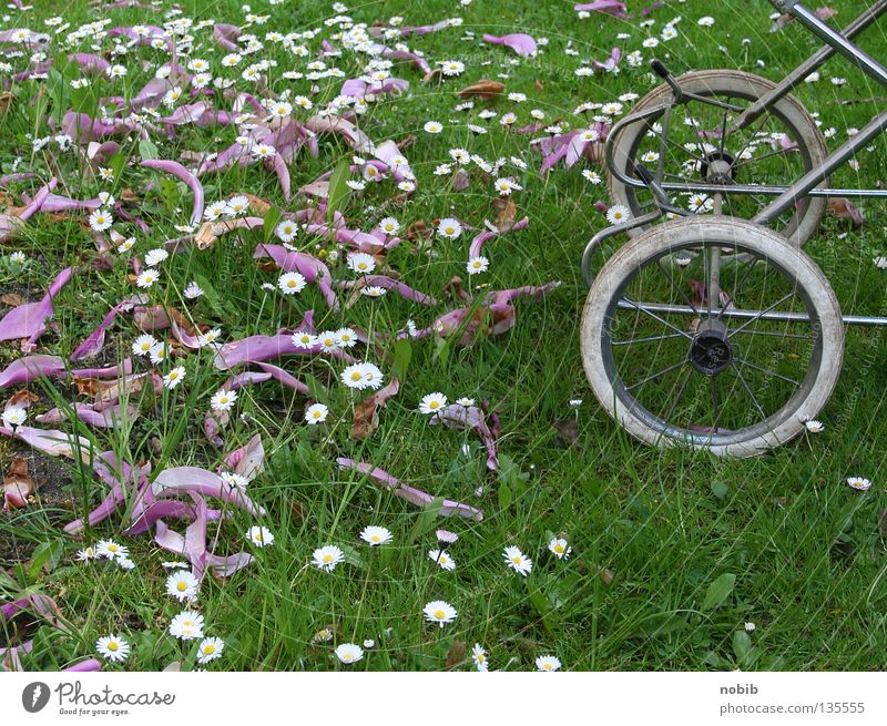 kiwa im grünen Kinderwagen Wiese Gänseblümchen Frühling Mittagsschlaf Luft ruhig Puppenwagen Kinderwagenrad Kindheit