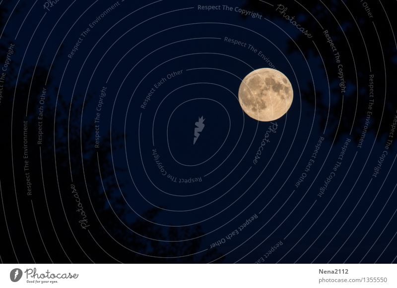 hoch hinaus | höher war noch kein Mensch Umwelt Natur Landschaft Himmel Wolkenloser Himmel Nachthimmel Mond Vollmond Baum ästhetisch dunkel elegant kalt rund