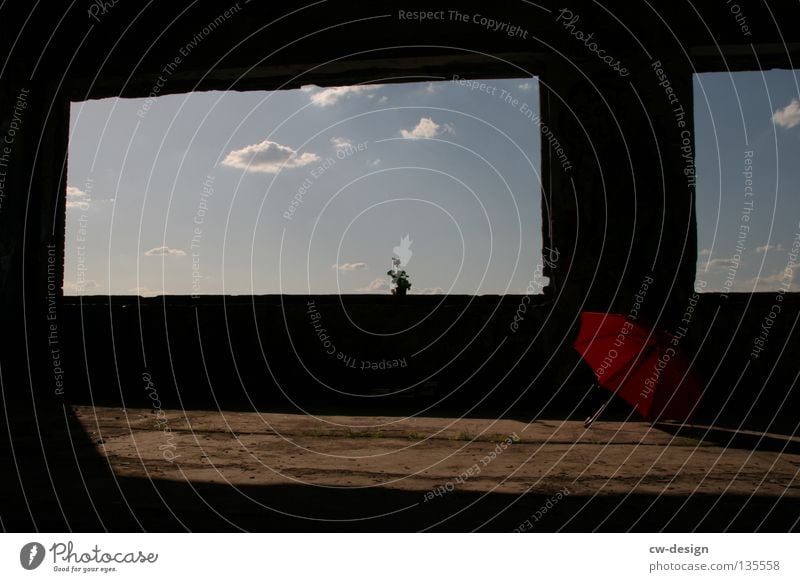 AM FENSTER pt.I Fenster Wolken Blume Pflanze Topfpflanze Stil Lifestyle Leben live Regenschirm Sonnenschirm dunkel schwarz rot weiß mehrfarbig Licht