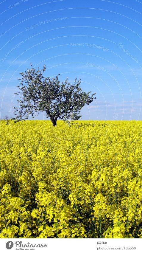 blau gelb Wolken Luft Freizeit & Hobby Ferien & Urlaub & Reisen Horizont Ferne Feld Raps Rapsöl Pflanze Bauernhof Landwirtschaft Naturwuchs Wachstum Saison