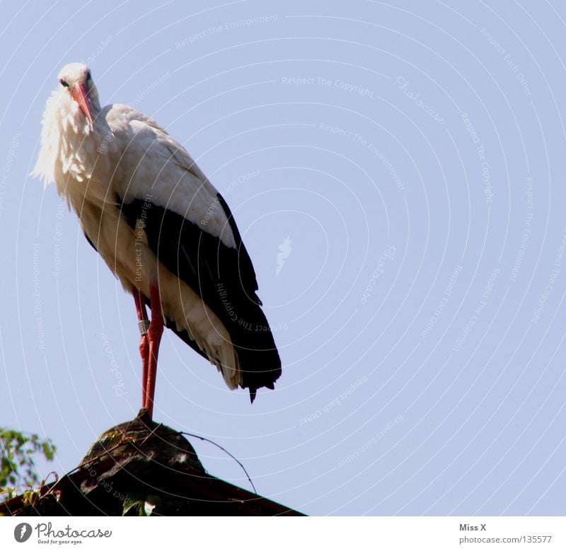 schau mich nicht so an, ich will noch keine Kinder... Farbfoto Blick Ausflug Haus Beine Zoo Himmel Dach Vogel beobachten blau schwarz weiß Stolz Storch Schnabel