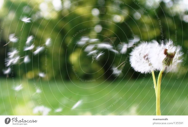 Pusteblume Farbfoto Außenaufnahme Tag Natur Luft Sonne Frühling Schönes Wetter Wind Pflanze Blume Gras Löwenzahn Wiese Fluggerät fallen fliegen grün verbreiten