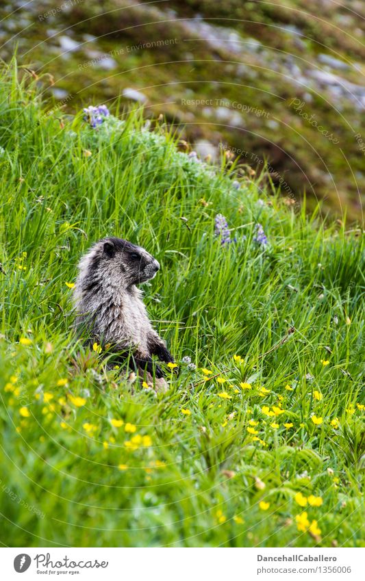 Essen ist fertig... Sommer Berge u. Gebirge Zoo Landschaft Tier Frühling Blume Gras Blüte Wiese Feld Alpen Fell Wildtier dick Freundlichkeit niedlich grün