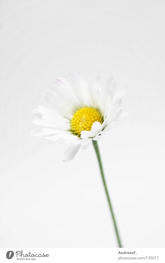 Gänseblümchen Blume Finger Hand geben klein zart zierlich Muttertag Blüte Ernte blumen schenken blumengeschenk Pollen