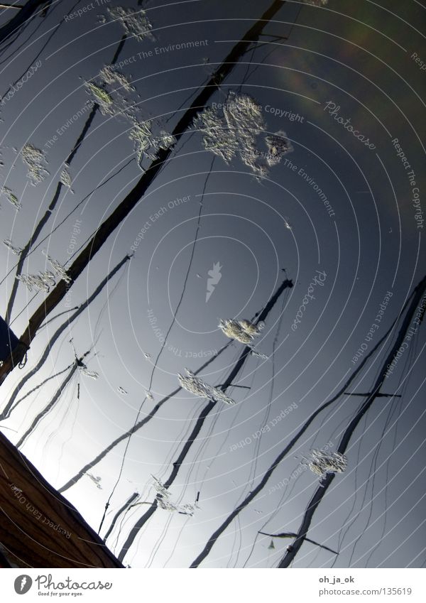 heimathafen Segeln Wasserfahrzeug Spiegel Licht Verlauf weiß dunkel Anlegestelle Oberfläche Wanten Steg Algen Wassersport Hafen flaute Himmel Abend Strommast