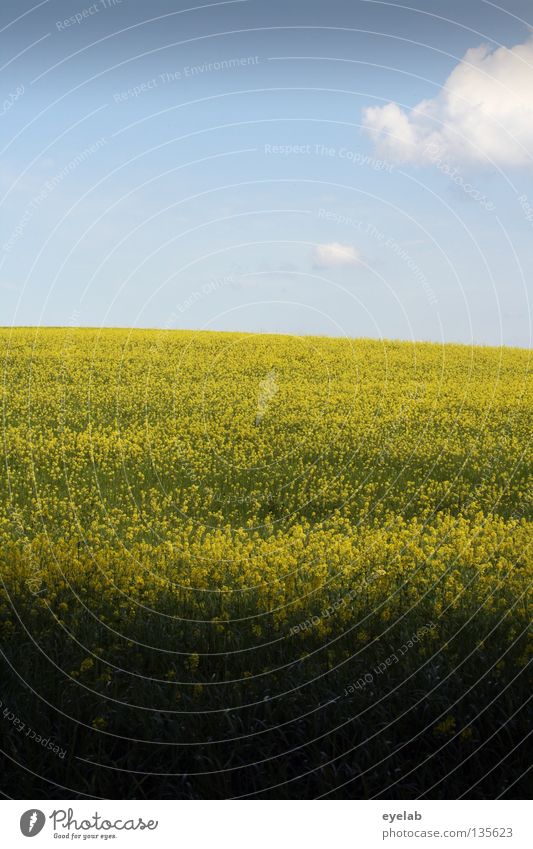 Rapsodie in gelb (3. Akt) Wolken Luft Freizeit & Hobby Ferien & Urlaub & Reisen Horizont Ferne Feld Rapsöl Pflanze Bauernhof Landwirtschaft Naturwuchs Wachstum