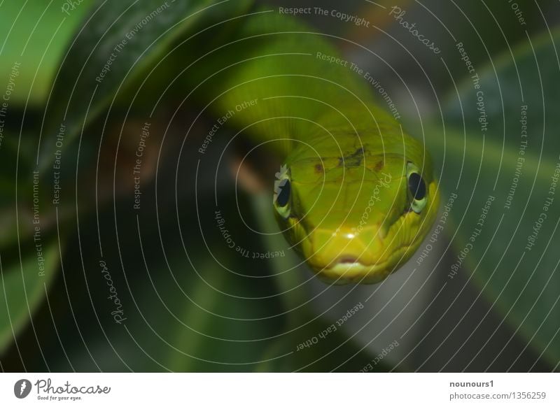 giftigrün Natur Tier Pflanze Blatt Grünpflanze Schlange Tiergesicht Schuppen Zoo 1 hängen Jagd Blick krabbeln Natter natternartige Reptil Schlangenlinie