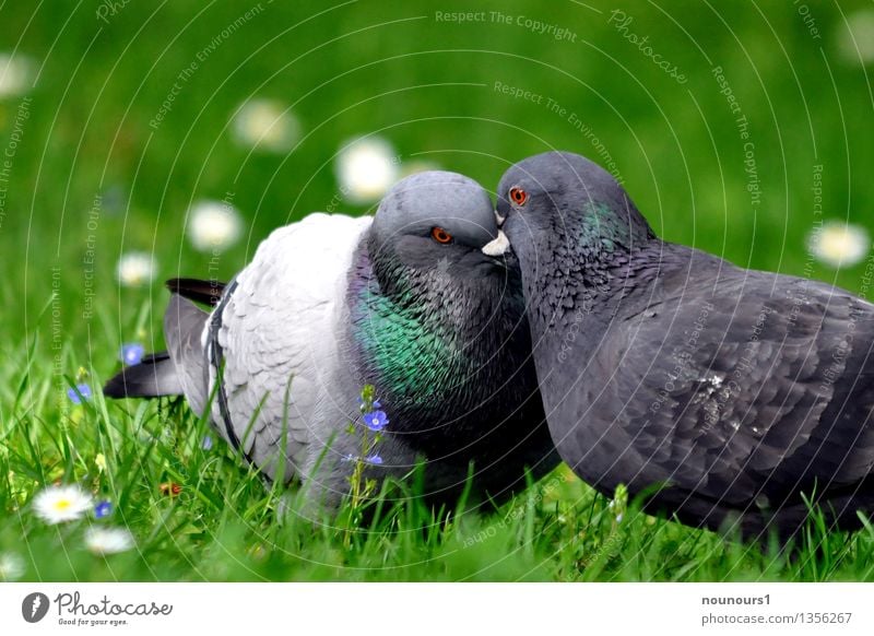 Küsschen Tier Wildtier Vogel Taube 2 Tierpaar Brunft berühren Küssen Stadttaube Taubenpaar Zuneigung schnäbeln Wiese Gras Schnabel gefiedert Gurren Farbfoto