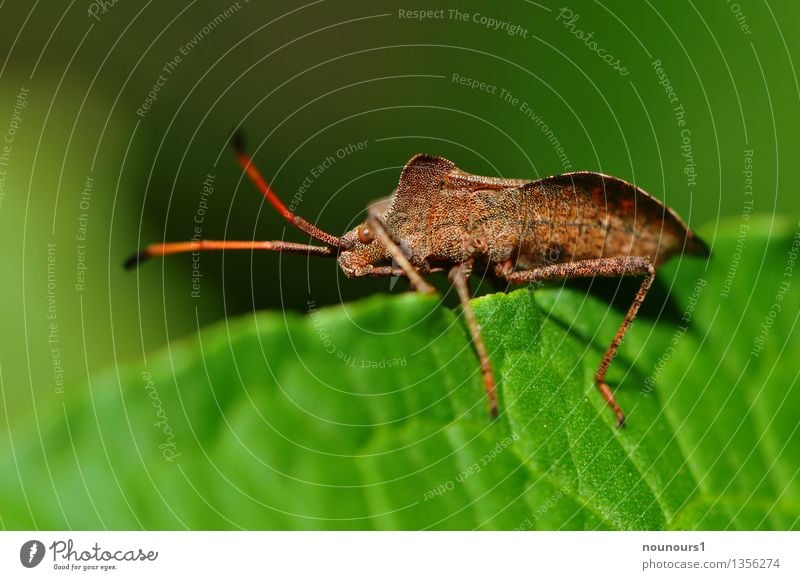 Ritt auf dem Blatt Tier Pflanze Wildtier Flügel Lederwanze 1 sitzen brennessel coriomeris denticulatus Facettenauge krabbeln Farbfoto Gedeckte Farben