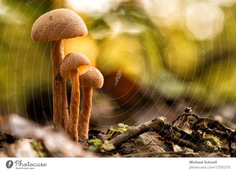 Schutz Umwelt Natur Herbst Pilz Zusammensein schön Sicherheit Geborgenheit Solidarität trösten Vertrauen Schutzschirm alleinerziehend Farbfoto Außenaufnahme