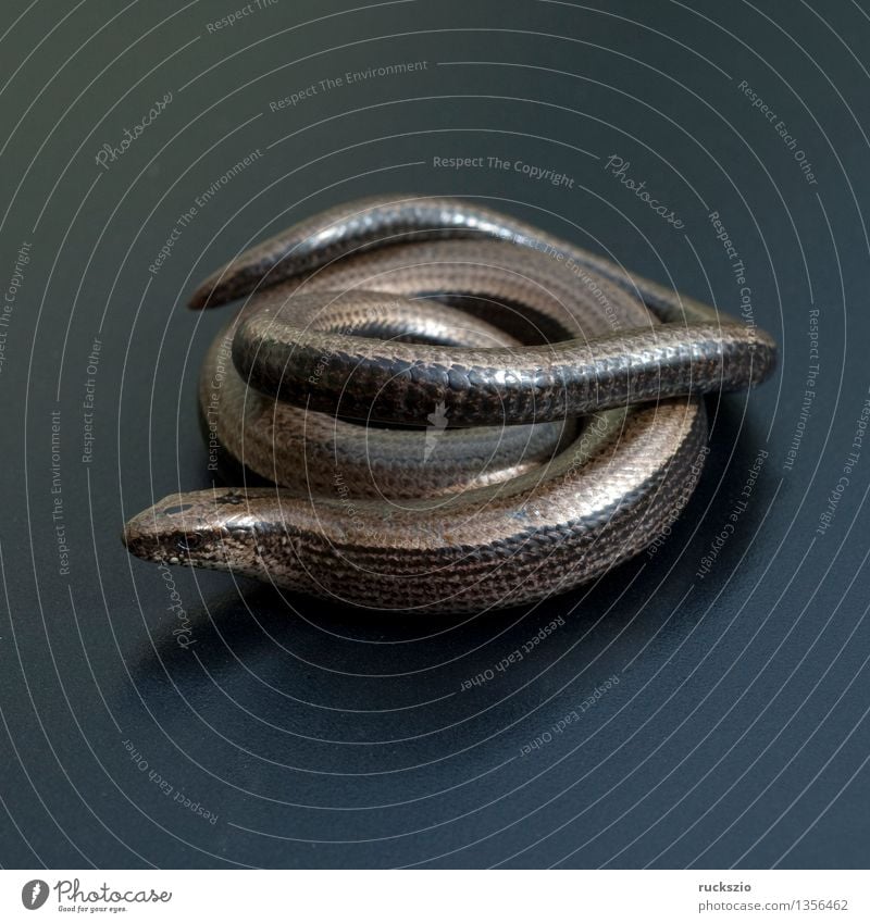 Blindschleiche, Anguis, fragilis, Echsenart, Echse, Natur Tier frei schwarz Schleiche Reptil Echte Eidechsen Lacertidae Schuppenkriechtiere Squamat whitebox