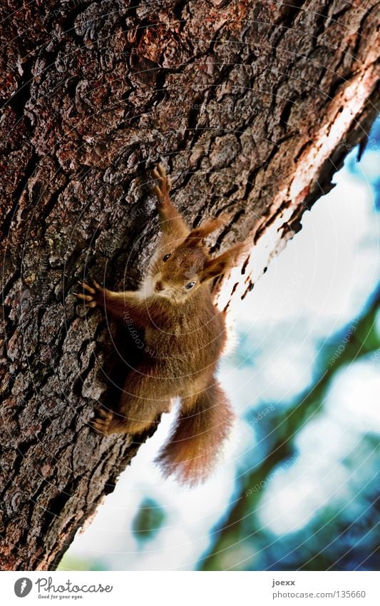 Freeclimber Aktion Baum Eichhörnchen Baumstamm braun buschig Fell Mut Nagetiere niedlich Pfote Baumrinde rot rotbraun Säugetier Schüchternheit Stunt süß Tier