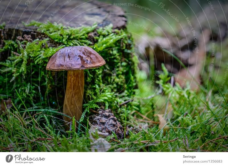 Stramm gestanden Umwelt Natur Landschaft Pflanze Tier Herbst Gras Moos Garten Park Wiese Wald entdecken Essen stehen Wachstum Pilz Pilzhut Pilzsucher Pilzkopf