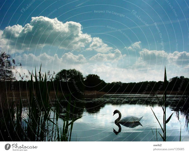 Still und schön ruhig Natur Pflanze Tier Wasser Himmel Wolken Horizont Frühling Wetter Baum See Vogel Schwan Wasseroberfläche Wasserpflanze Feder gefiedert