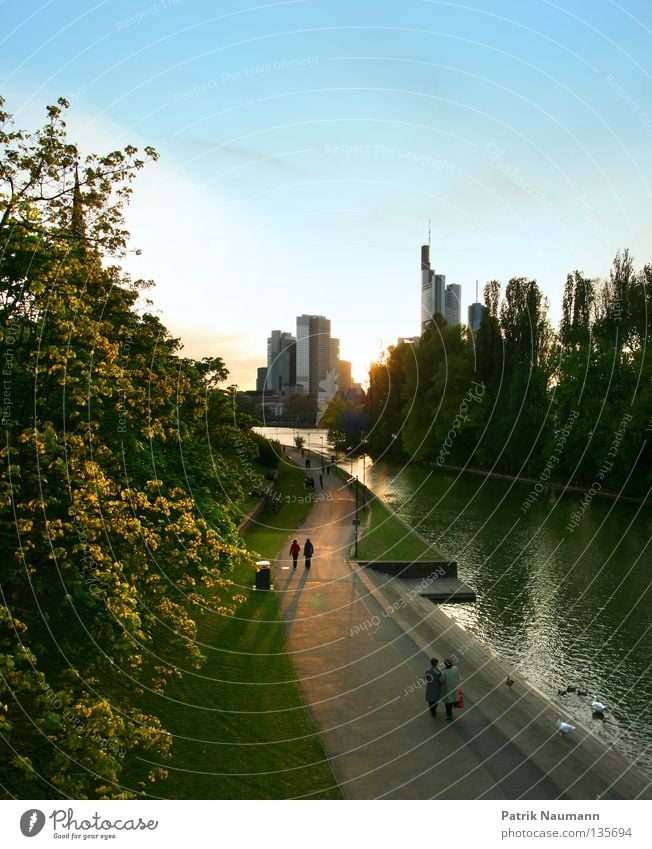 Mainufer Frankfurt am Main Binnensee Hochhaus Horizont Gegenlicht Spaziergang Sonnenuntergang Sonnenaufgang Baum grün Asphalt Mainhattan Fluss Wasser Bucht