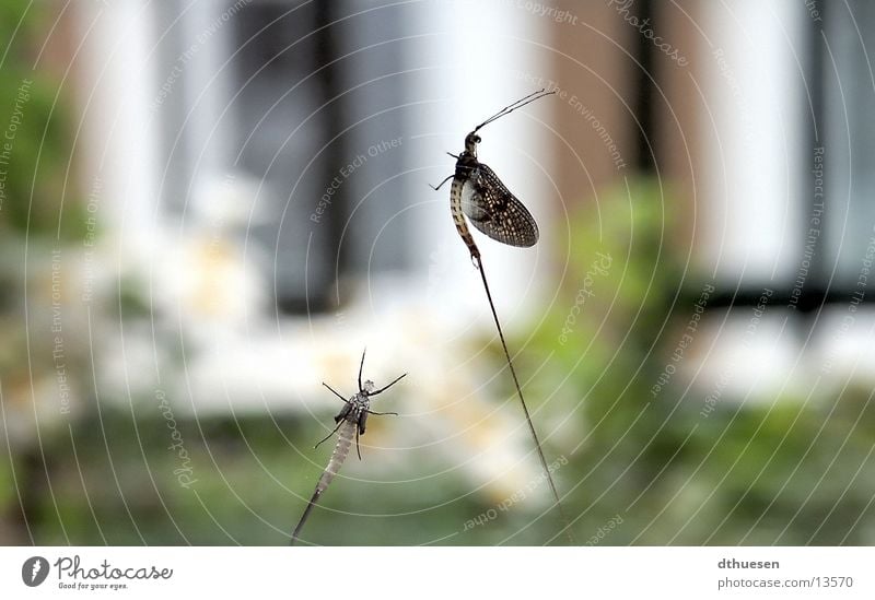 Insekten am Fenster Unschärfe grün Fliege Flügel Außenaufnahme