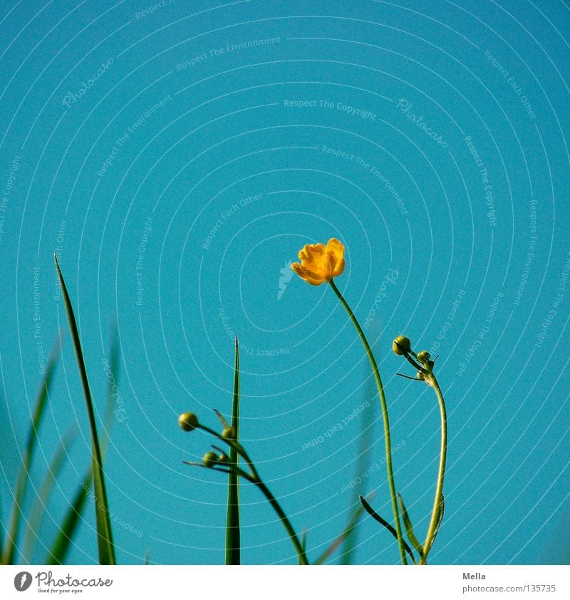 Botterbloom Blume Blüte gelb Gras Halm Wiese Frühling Stengel Beleuchtung Fröhlichkeit Gute Laune Hahnenfuß Freude Himmel blau Schönes Wetter Blütenknospen