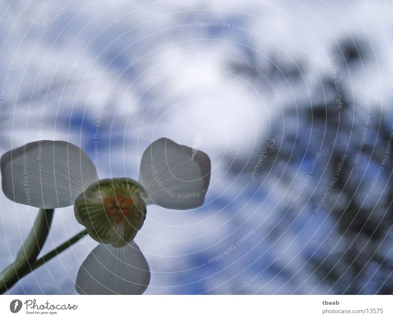 schneeglöckchen von unten Blume Frühling weiß Blüte Himmel blau Makroaufnahme Detailaufnahme