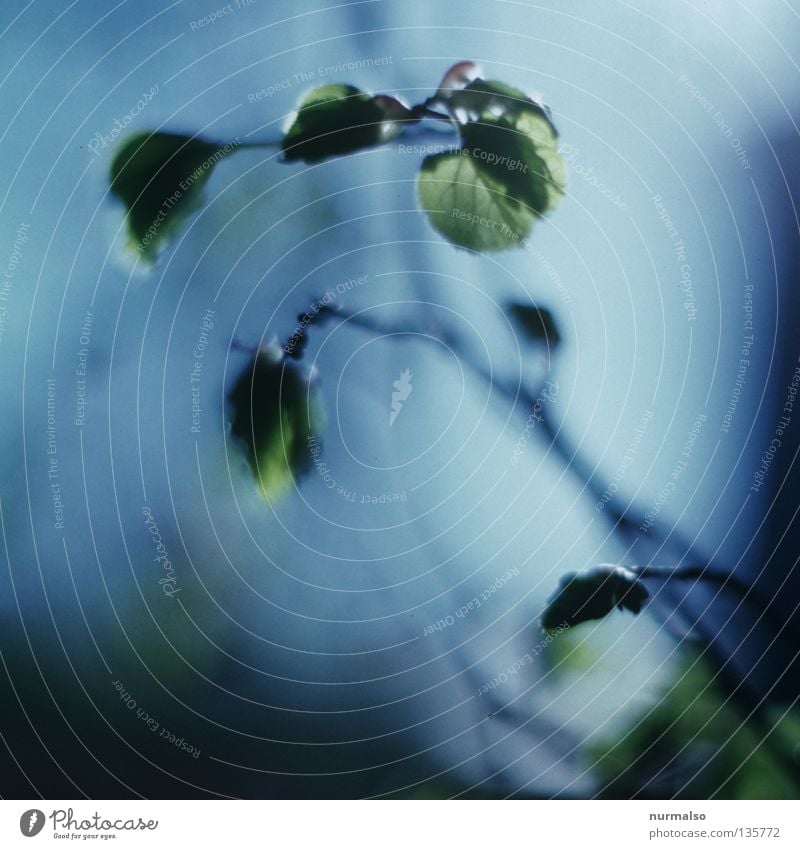 Morgenzärtlichkeit Blatt zart weich frisch Stimmung fein Sträucher Baum Haselnuss himmlisch schön träumen Traumwelt Frühling entfalten grün Dia analog Gefühle