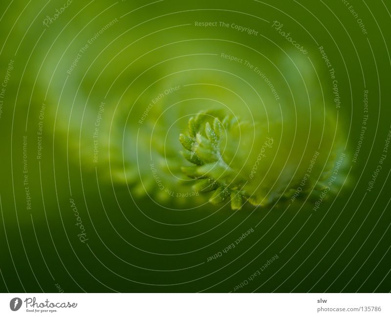 Flora & Fauna grün frisch Urwald Unschärfe Makroaufnahme Pflanze Echte Farne Monilophyten Natur
