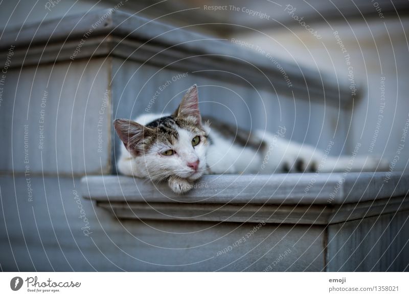 CATCONTENT Tier Haustier Katze Tiergesicht Fell 1 dunkel niedlich faulenzen bequem liegen Pause Farbfoto Außenaufnahme Menschenleer Tag Schwache Tiefenschärfe