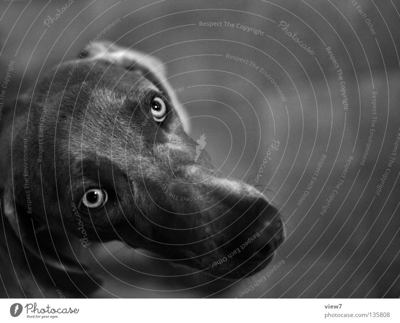 Hundeblick Weimaraner betteln Schnauze Nase grau schwarz Haustier Jagdhund Säugetier Schwarzweißfoto Blick Haushund Auge Tiergesicht Tierporträt Nahaufnahme