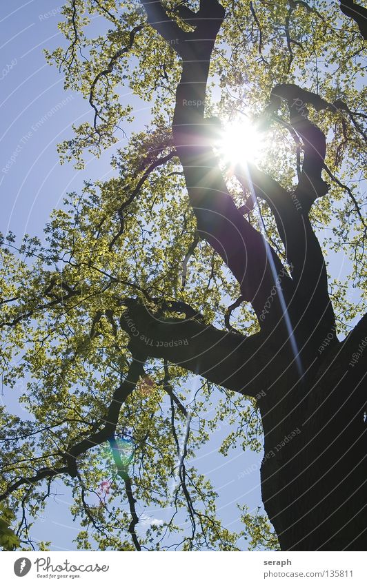 Sonnenbaum Baum Blatt Baumkrone Wald grün Baumrinde Holz Licht Umweltschutz Kohlendioxid Sauerstoff Koloss alt vertikal Irrgarten Sommer Vernetzung Geäst Wunsch