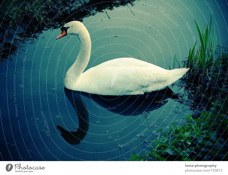 Schlichte Eleganz Schwan Höckerschwan Gans gleiten Schweben See Bach Reflexion & Spiegelung elegant weiß Gras Schilfrohr Erholung Tier Schnabel Vogel Farbe