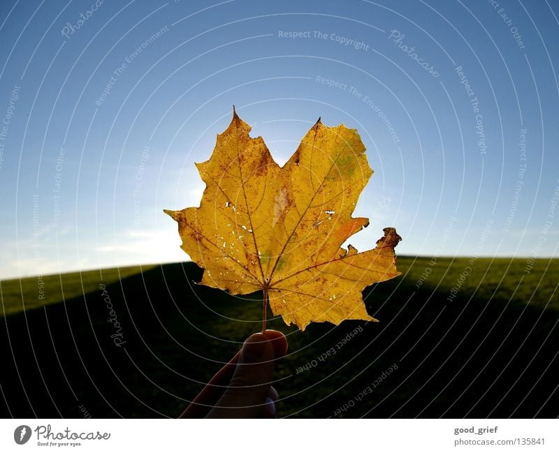 es herbstet sehr Blatt Herbst Ahorn Ahornblatt Sonne Sommer Gefäße Hand Finger Daumen Gras Wiese Hügel Himmel Wolken Wärme Strukturen & Formen leaf sky