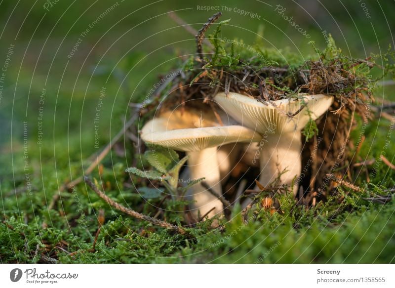 Der Durchbruch Natur Pflanze Erde Herbst Schönes Wetter Moos Wald Wachstum klein braun grün Erfolg Kraft geduldig ruhig Zusammenhalt Pilz Farbfoto Makroaufnahme