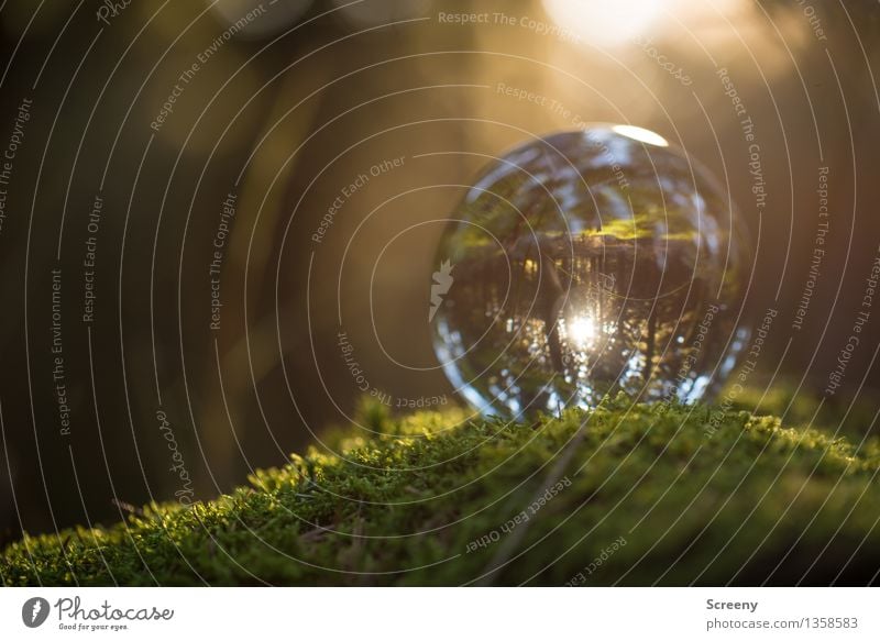 Welten #15 Natur Landschaft Pflanze Sonne Sonnenlicht Sommer Herbst Schönes Wetter Moos Wald Glaskugel Kristallkugel leuchten klein rund Gelassenheit ruhig