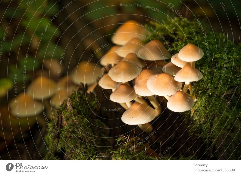 Gut geschützt Natur Pflanze Erde Herbst Moos Wald Wachstum klein gelb grün Schutz Geborgenheit geduldig ruhig Pilz Hallimasch Farbfoto Außenaufnahme