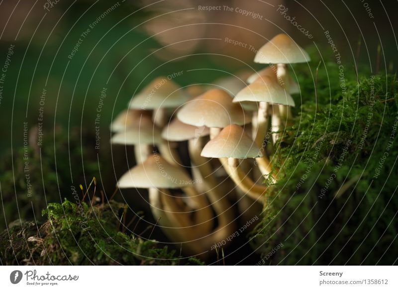 Familiengefühl Natur Pflanze Erde Herbst Moos Wald Wachstum klein braun gelb grün Schutz ruhig Zusammenhalt Pilz Hallimasch Farbfoto Außenaufnahme