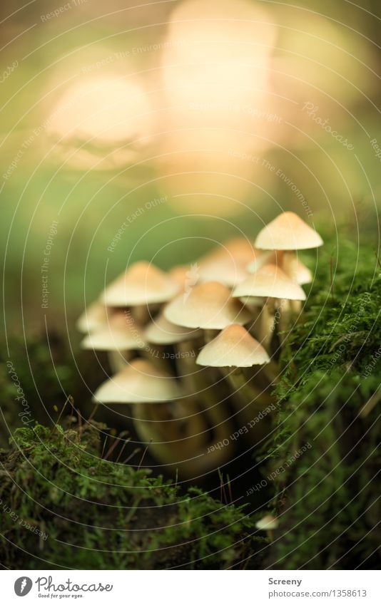 Zusammenhalt Natur Pflanze Erde Herbst Moos Wald Wachstum klein gelb grün Schutz Zusammensein geduldig ruhig Pilz Hallimasch Farbfoto Außenaufnahme