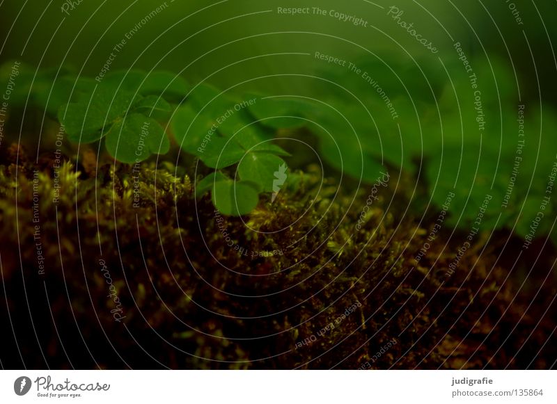 Klee Kleeblatt Wiese Gras grün Pflanze Umwelt weich fein saftig dunkel Farbe Glück Natur Bodenbelag