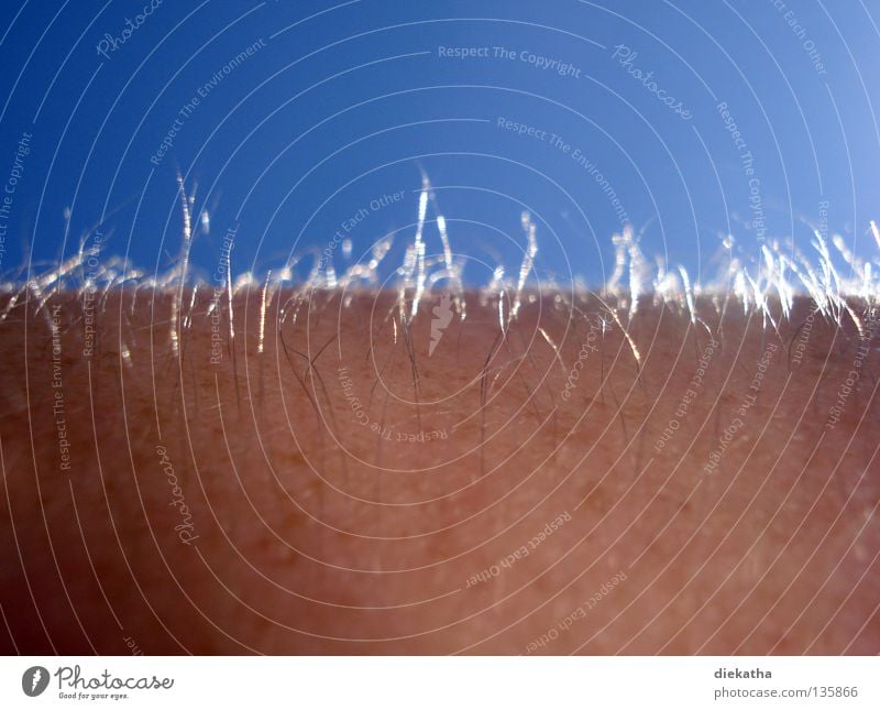 Haare zu Berge Licht Härchen Sommersprossen Gänsehaut Ferien & Urlaub & Reisen Mensch Schatten Haare & Frisuren Arme blau Haut Himmel Wärme