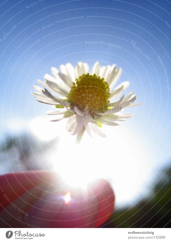 "Happy Birthday!" Licht schön Finger Luft Himmel Frühling Schönes Wetter Blume Blüte festhalten glänzend hell klein blau gelb grün weiß Vergänglichkeit