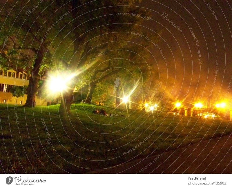 Märchenwald III Baum Dresden Nacht Licht grün Laubbaum Holz Pflanze Blatt Wiese Nebel geheimnisvoll unnatürlich unheimlich Küste Baumstamm Beleuchtung Lampe