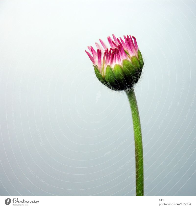 Little Pink Princess Natur Pflanze Blume Gras Blüte Wiese leuchten Wachstum klein grün rosa weiß Einsamkeit Wiesenblume Gänseblümchen Blütenblatt Krone