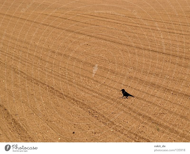 1, 2, 3, 4, Eckstein, alles muss versteckt sein Rabenvögel Vogel Feld Saatkrähe Aussaat säen austreiben Reifenspuren Einsamkeit Feder schwarz