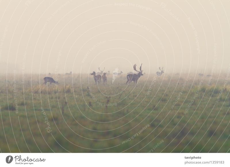 Damwild in der Paarungszeit schön Spielen Jagd Mann Erwachsene Umwelt Natur Landschaft Tier Herbst Nebel Gras Park Wald Brunft groß braun Hirsche Tierwelt