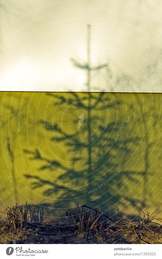 Weihnachtsbaum Anti-Weihnachten Tanne Fichte Nadelbaum Baumstamm Ast Zweig Tradition Licht Schatten Wand Mauer Berlin lankwitz Stadt Stadtleben Vorstadt