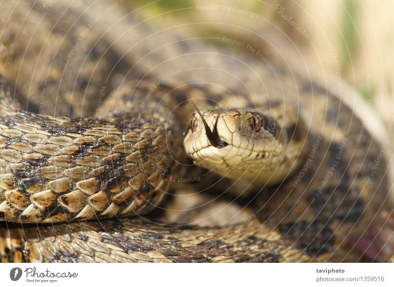 Makrobild einer Wiesenviper schön Natur Tier Schlange wild braun Angst gefährlich Reptil Rakkosiensis ursinii Natter Ottern Vipera Tierwelt giftig Schuppen