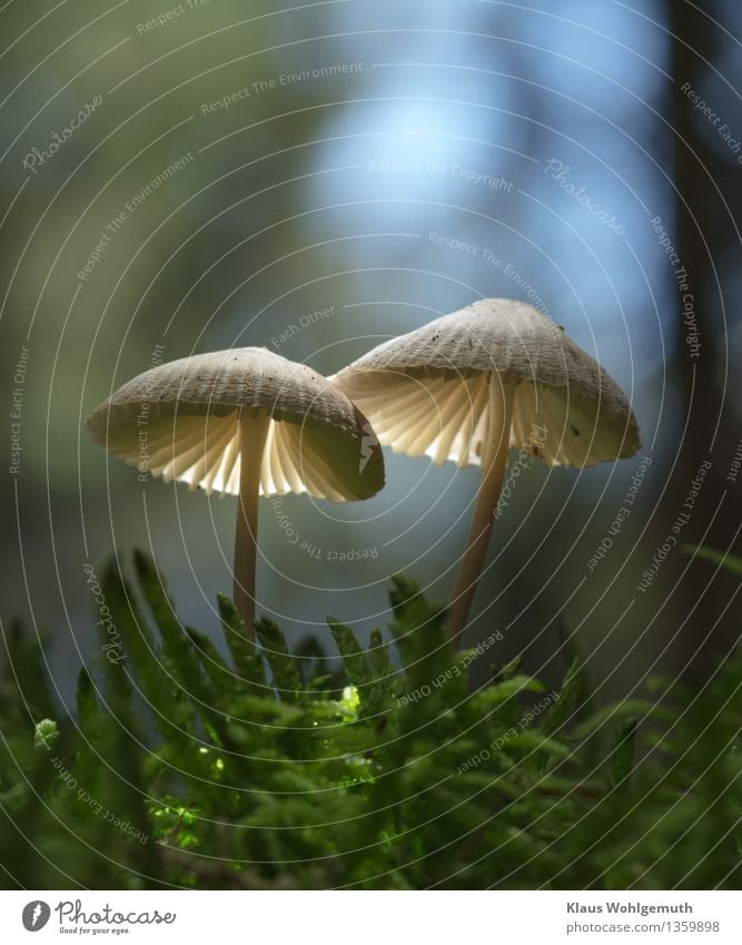 Traute Zweisamkeit mit wechselndem Hintergrund 2 Umwelt Natur Pflanze Himmel Herbst Moos Wald leuchten stehen Wachstum blau braun grün schwarz weiß Helmling